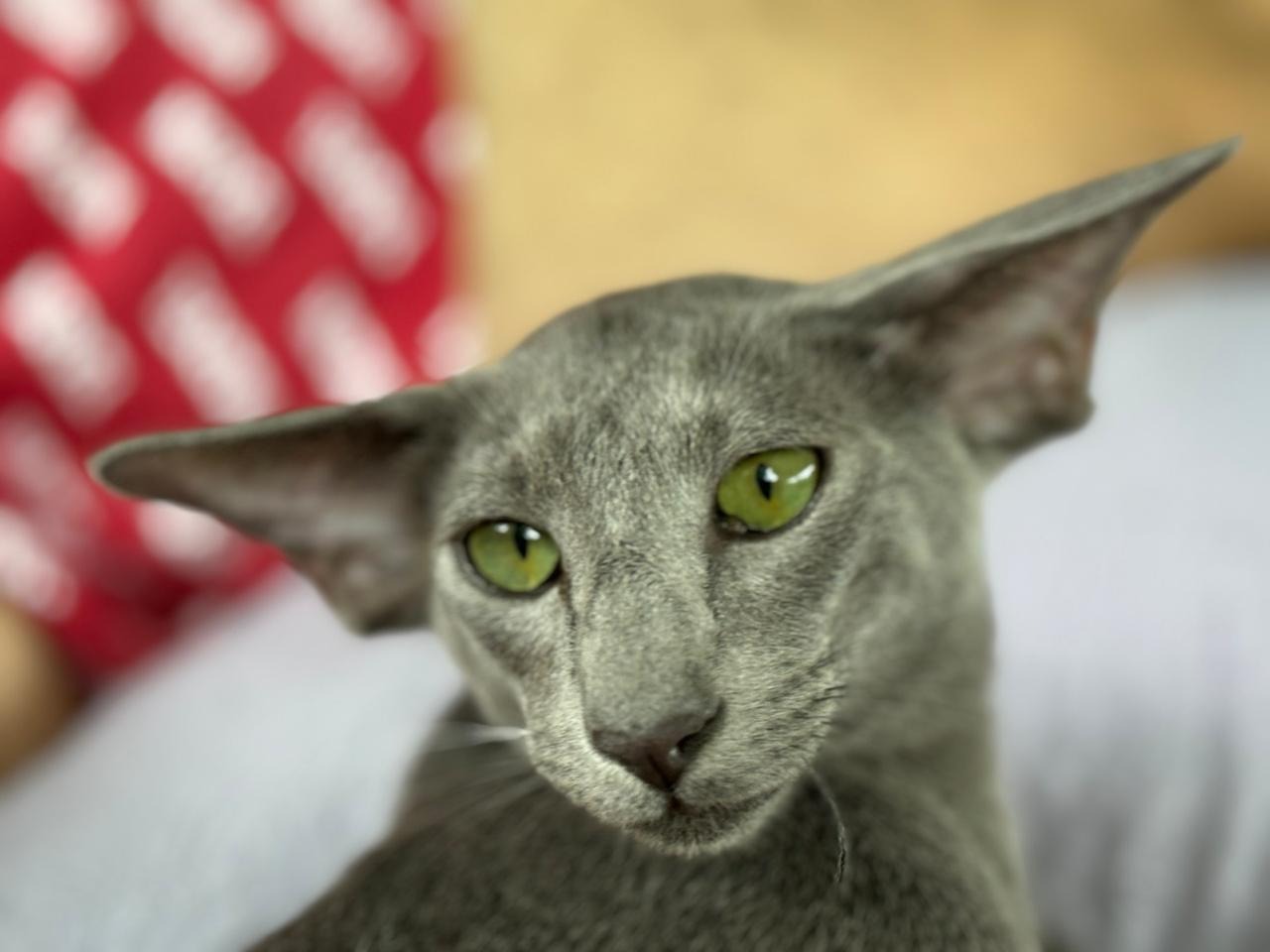 Mostra de Gatos da GatoGrupo