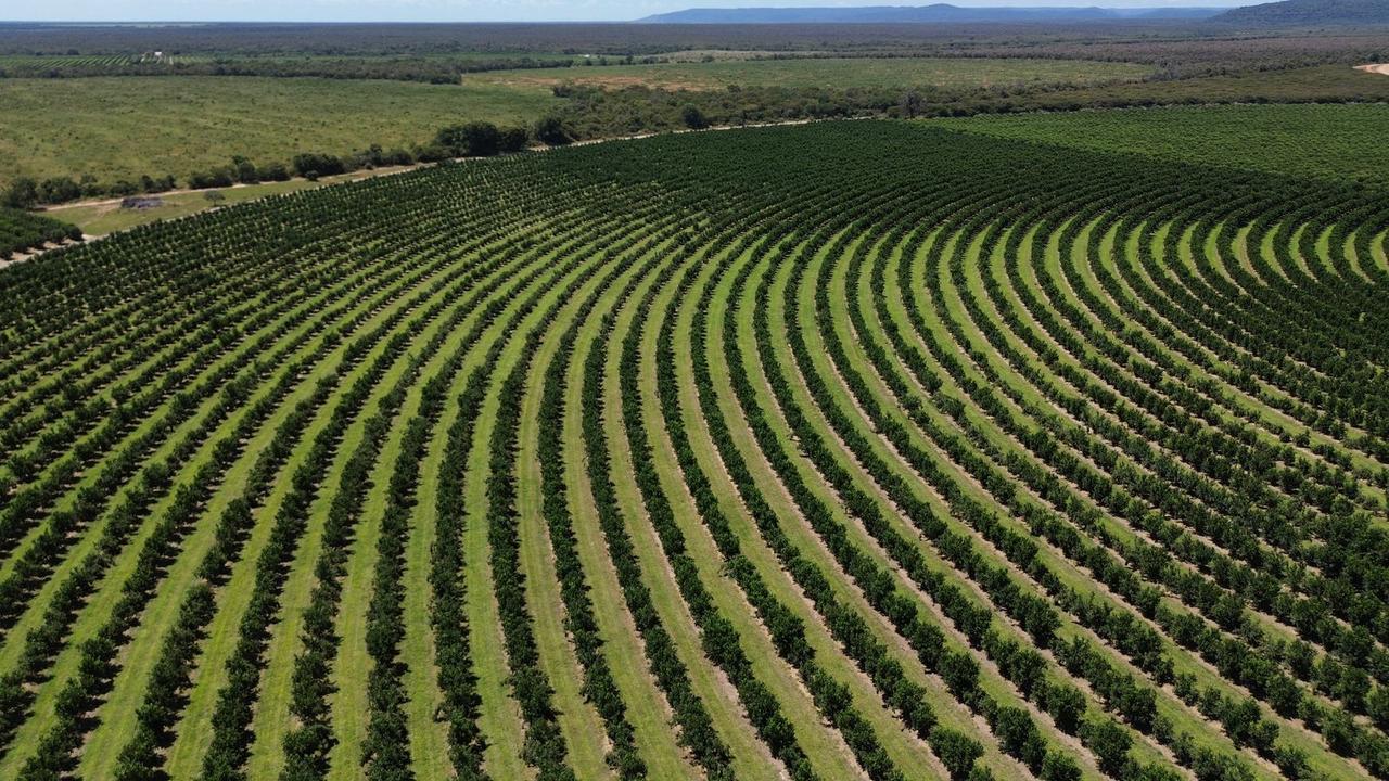 Citricultura baiana conquista novos mercados