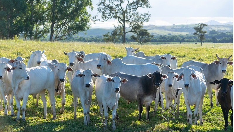 Bahia avança com Plano Nacional de Identificação Individual de Bovinos e Bubalinos