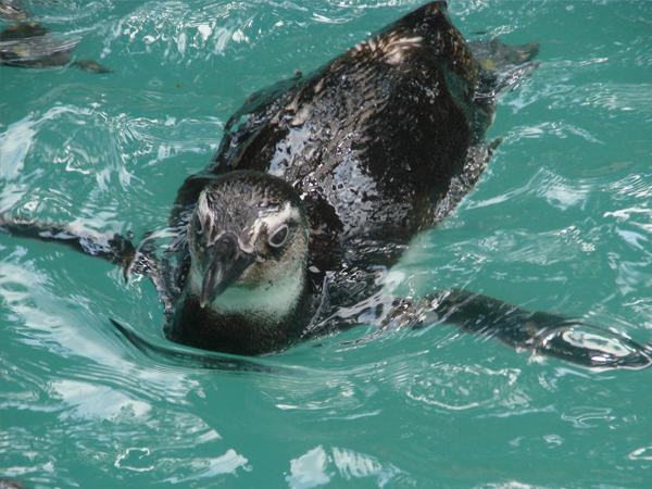 Aparição de pinguins na Bahia reforçam cuidados ambientais