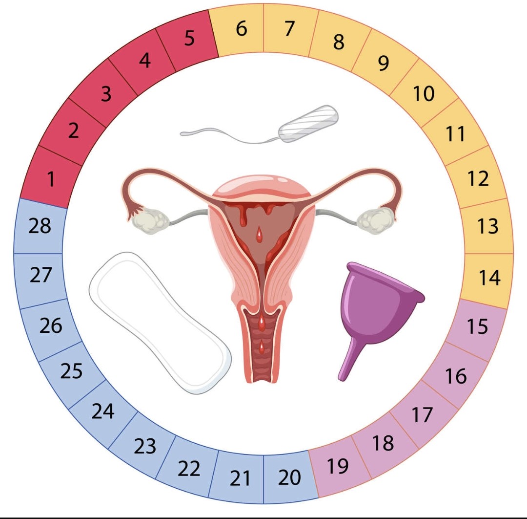 Menstruação irregular: quando as mudanças no ciclo merecem atenção médica?
