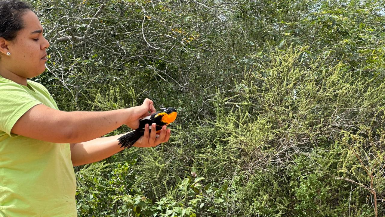 Mais de 100 aves silvestres são reintegradas à natureza na Bahia