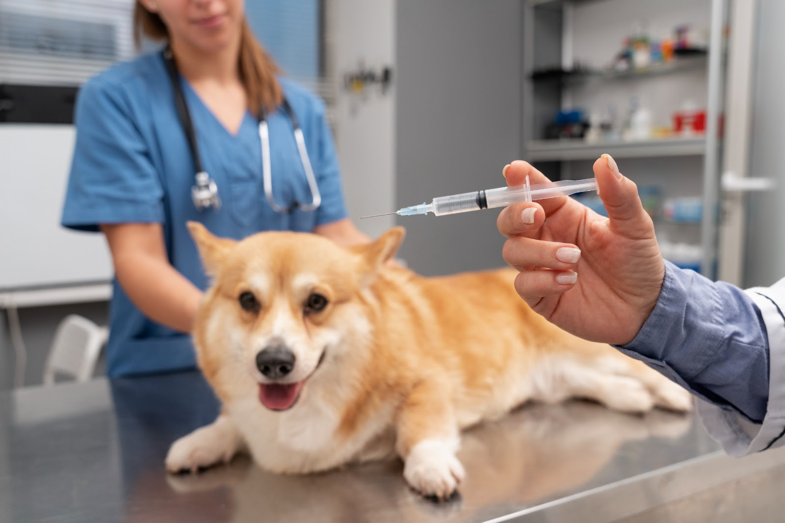 Falta de vacinação em cães e gatos abre portas para doenças em animais e humanos