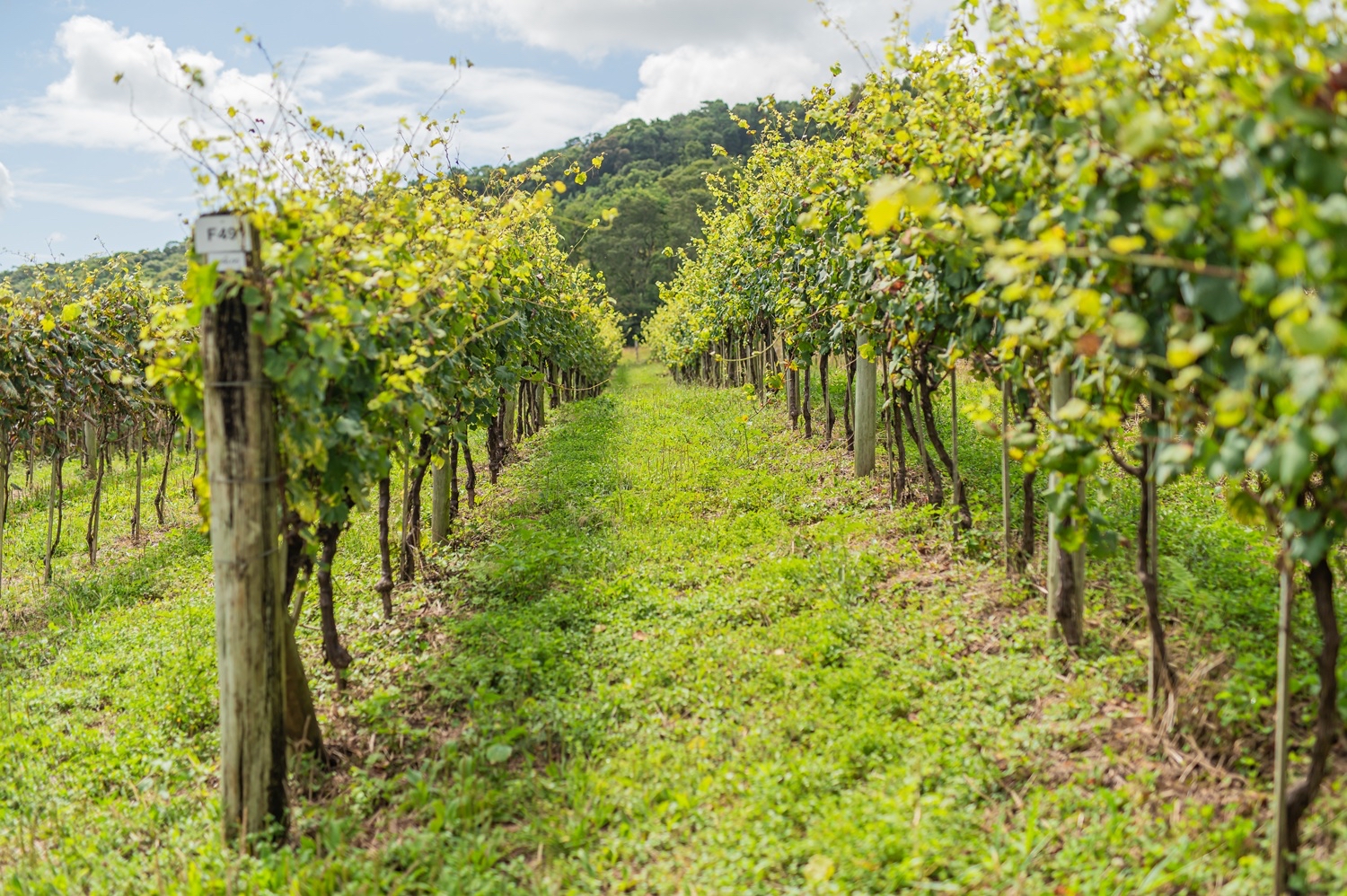 ​Vinícola testa novas uvas e amplia as possibilidades do vinho brasileiro