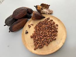 ​Governo Federal suspende importação de cacau da costa do marfim após alerta sanitário