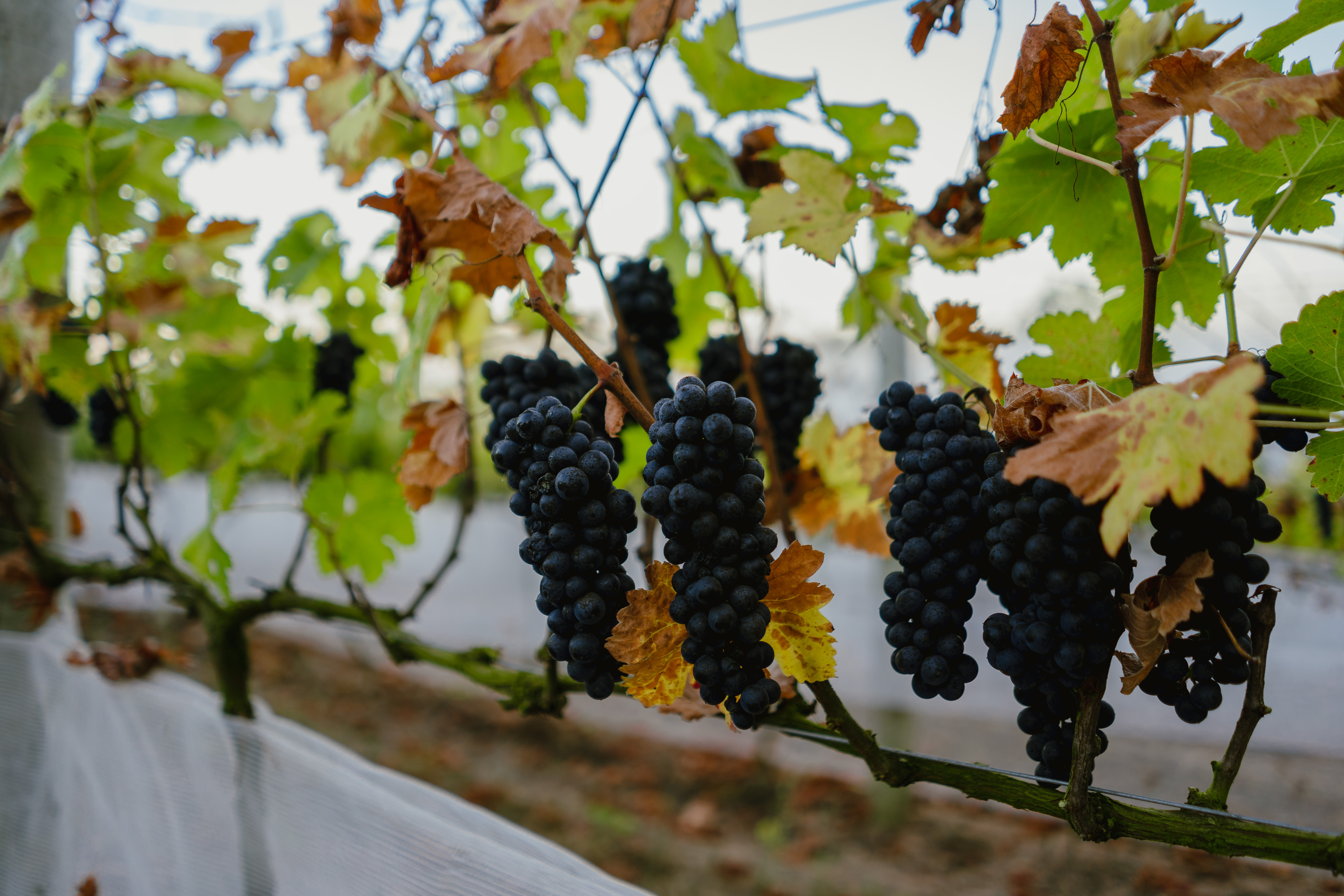 ​Vinícola mineira alcança maior pontuação já concedida a um vinho brasileiro em avaliação internacional