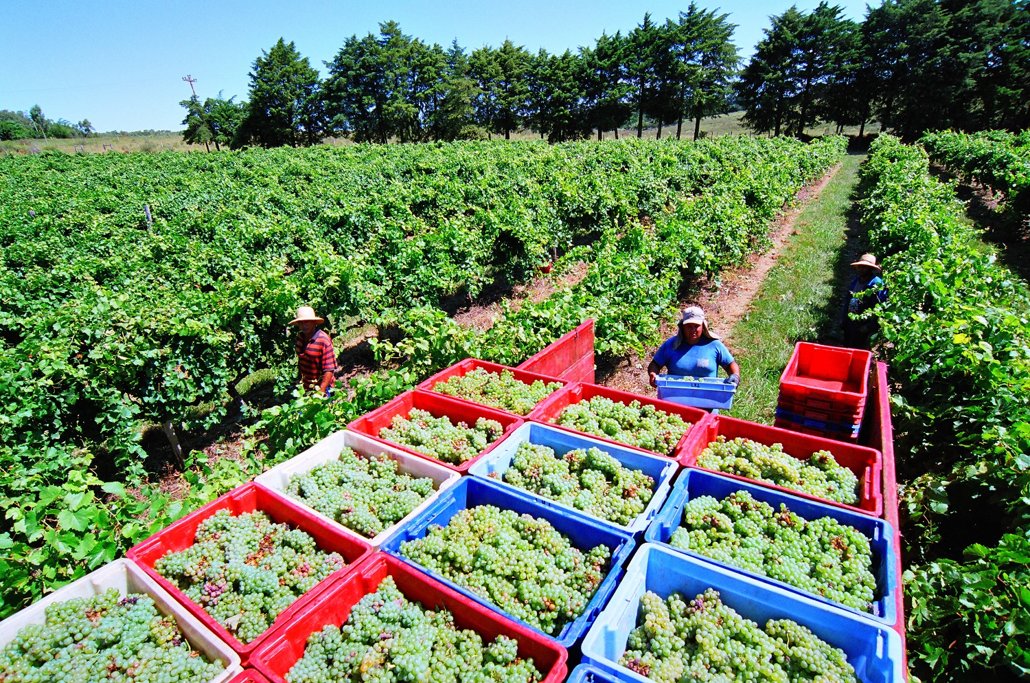 ​Vindima 2026 consolida nova fase da Nova Aliança e reforça posição como uma das maiores do Brasil