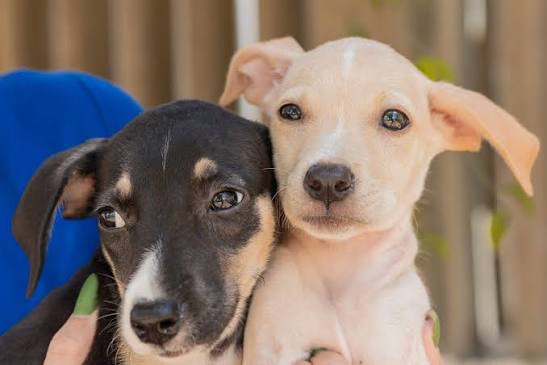 ​Expo Mata terá adoção responsável de animais resgatados das ruas