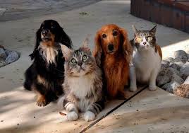 ​Feira de adoção da UNIFACS conecta animais resgatados a novos lares em Salvador