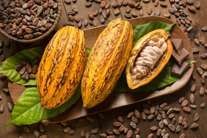 ​Dia Mundial do Chocolate: uma data para celebrar o sabor e conhecer melhor o cacau brasileiro