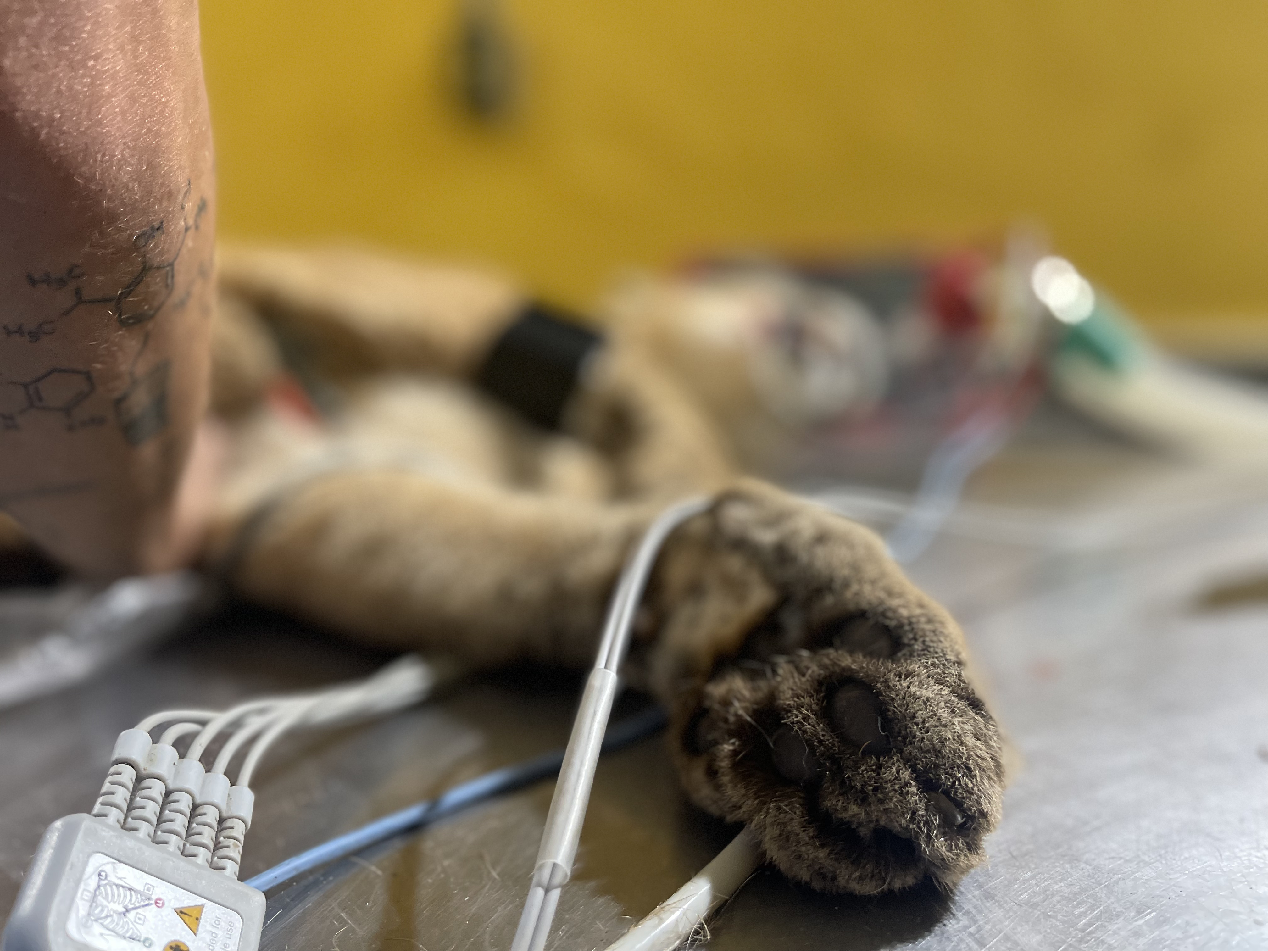 Onça-parda idosa passa por procedimento no Parque Zoobotânico da Bahia