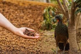 ​Café Jacu: uma experiência rara