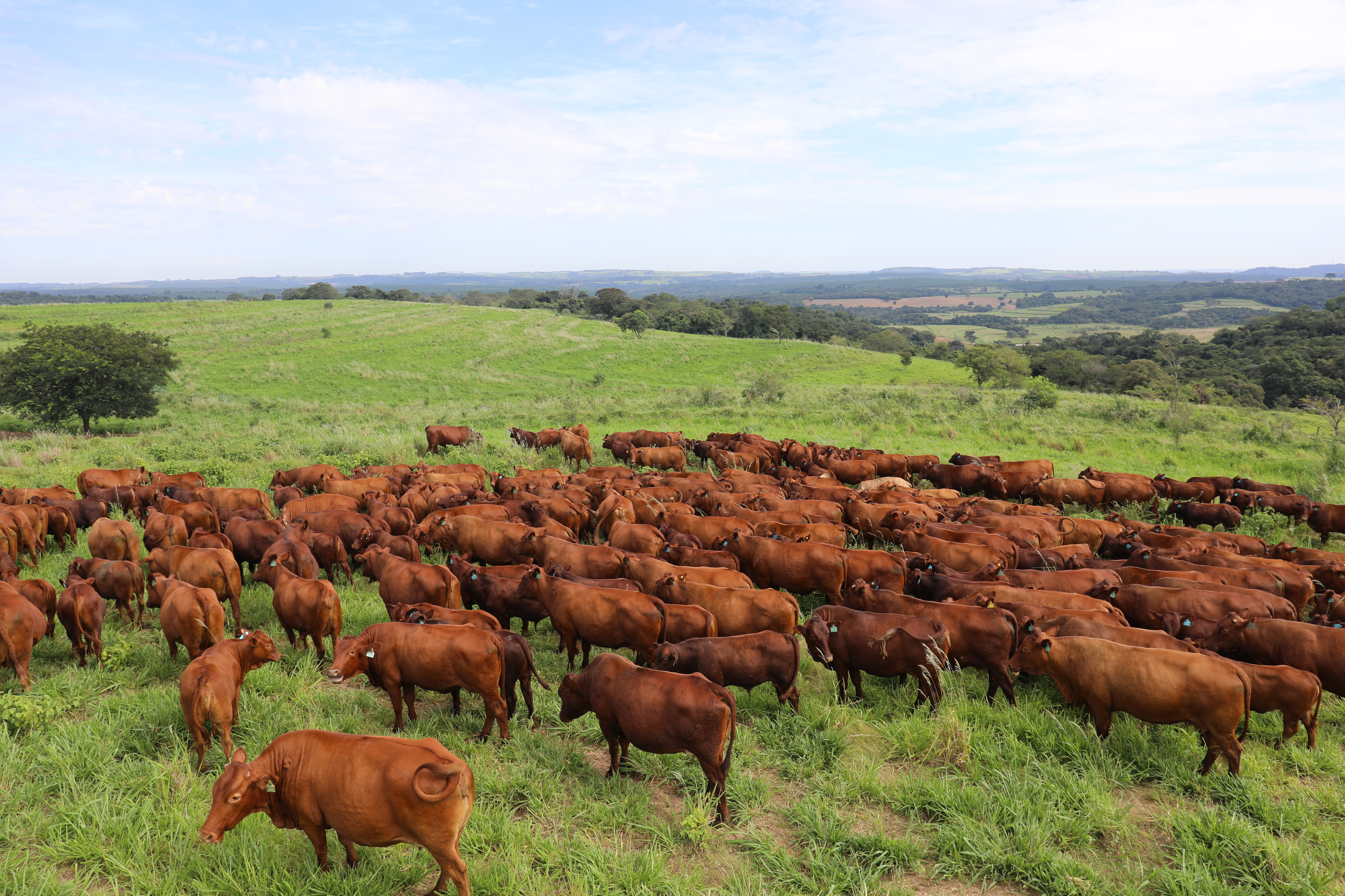 ​Da genética ao prato: fazenda pioneira aposta em raça que une qualidade da carne e adaptação ao clima brasileiro