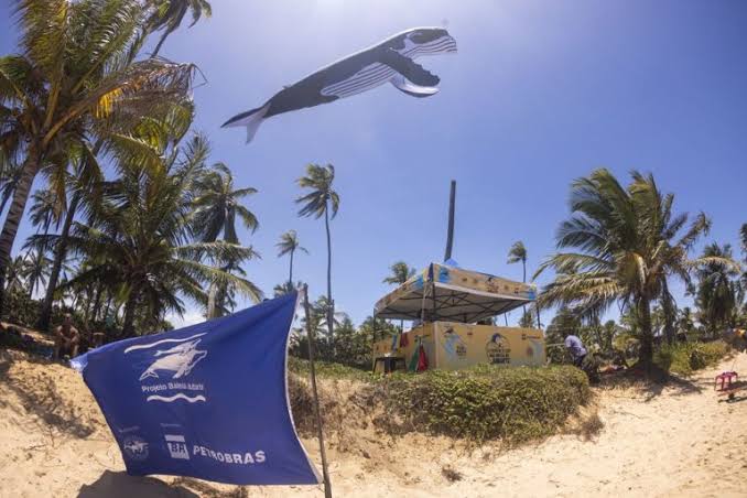 ​Festa da Baleia Jubarte reúne Armandinho, surf e arte oceânica em Praia do Forte