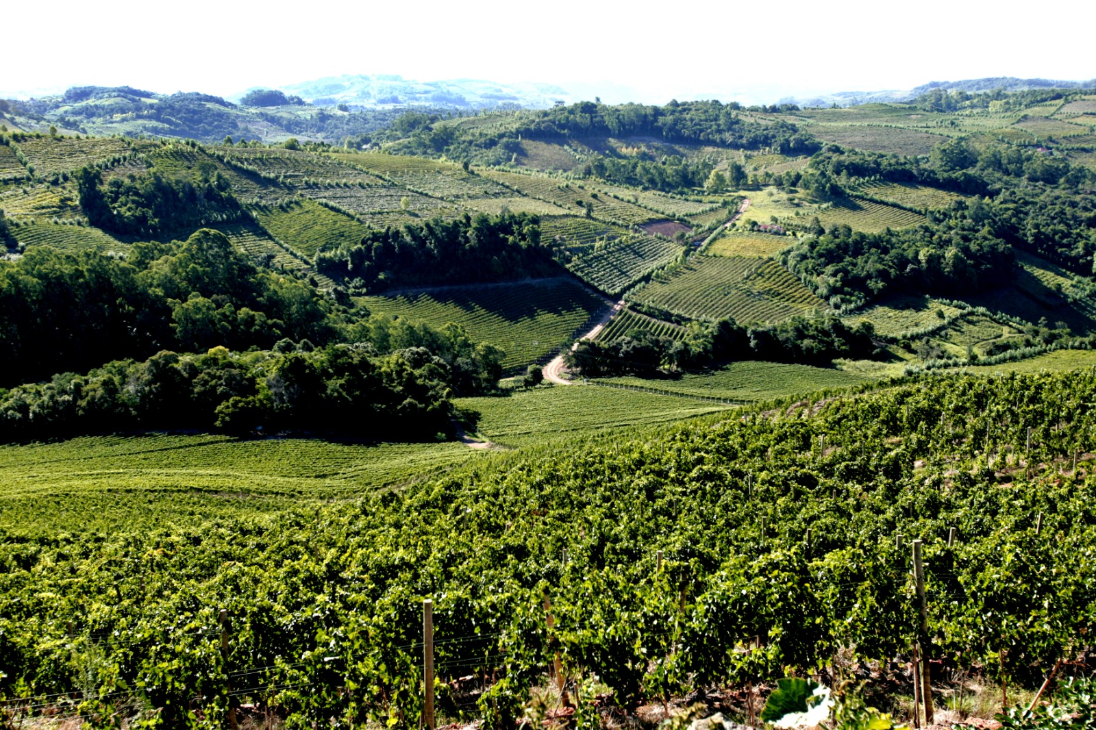 ​Vale dos Vinhedos confirma excelência e coleciona medalhas em concurso internacional de vinhos